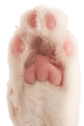 Paw